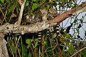 Common genet (Genetta genetta) juveniles on a branch, S.W Europe. N. Africa.Sub saharian Africa