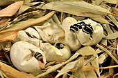 King cobra (Ophiophagus hannah). Hatching . S.E. Asia