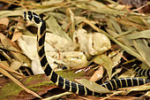 King cobra (Ophiophagus hannah). Hatching . S.E. Asia