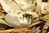 King cobra (Ophiophagus hannah). Hatching . S.E. Asia