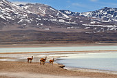 Vicugna or Vicuéa (Vicugna vicugna), Laguna bianca, Andes, Bolivia