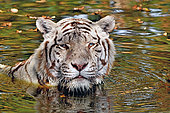 White tiger (Panthera tigris) Leucistic, captivity, India.