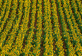 Fragment of a field with sunflowers (Helianthus annuus) in bloom, Valensole, Provence, France