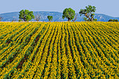 Field of sunflowers (Helianthus annuus) against the background of mountains in the distance. Valensole. Provence. France