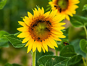 Sunflower (Helianthus annuus) close-up with bees (Apis mellifera), Valensole, Provence, France