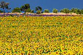 Sunflower (Helianthus annuus) on a background of bright blue sky, Provence, France.