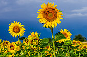 Sunflower (Helianthus annuus) close-up on a background of bright blue sky with bees, Valensole, Provence, France