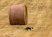 Hay bale on the field with a cat, Provence, France.