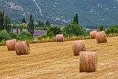 Hay bales on the field against the backdrop of mountains, Provence, France