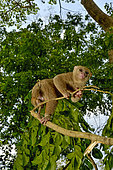 Potto (Perodicticus potto) on a branch, Togo. Ghana to Kenya