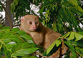 Potto (Perodicticus potto) on a branch, Togo. Ghana to Kenya