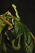 Schultze's Pit Viper (Trimeresurus schultzei) Palawan Captivity