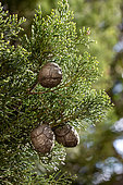 Italian cypress (Cupressus sempervirens), leaves and female cones in april, Gard, France