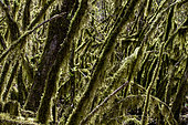 Moss-covered trees in dense undergrowth, Gorges de la Ceze, Gard, France