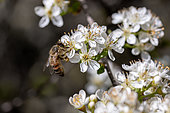 Honey bee (Apis mellifera) foraging on Mahaleb cherry (Prunus mahaleb) flowers, Gard, France