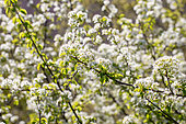 Saint Lucie Cherry (Prunus mahaleb) flowering, Gard, France