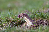Least weasel (Mustela nivalis) emerging from a molehill, Pyrenees at 1600m altitude, France