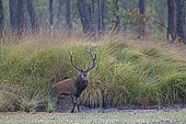 Red deer (Cervus elaphus) Stag emerging from a pit, Landes Forest, France