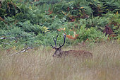 Red deer (Cervus elaphus) male in mootgrass fields, Landes Forest, France