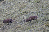 Red deer (Cervus elaphus), Intimidation phase between two deer on a mountain pasture, Pyrenees Mountains, France