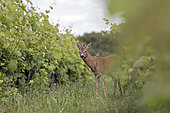 Weird headed Roe deer (Capreolus capreolus) in a vineyard, Gers, France