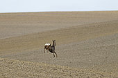 Roe Deer (Capreolus capreolus), buck jumping in a ploughed field, Gers, France