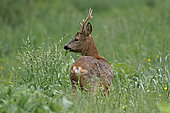 Roe Deer (Capreolus capreolus), buck eating at the edge of a wheat field, Gers, France