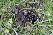 Roe deer (Capreolus capreolus), one or two day old fawn lurking on the ground, mimicry is its only defence during the first days of its life, Gers, France