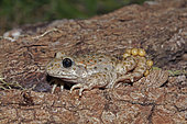 Natterjack Toad (Alytes obstetricans) male carrying eggs, Gers, France