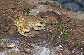 Natterjack Toad (Alytes obstetricans) male carrying eggs and Common toad (Bufo bufo), Gers, France