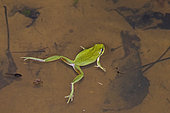 Mediterranean Tree frog (Hyla meridionalis) swimming in a pond, Gers, France