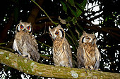 Northern white-faced owl (Ptilopsis leucotis) juveniles on a branch, Togo. Sub-saharan Africa to Ecuador