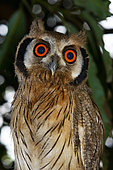 Northern white-faced owl (Ptilopsis leucotis) juvenile, Togo. Sub-saharan Africa to Ecuador