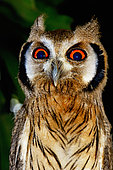 Northern white-faced owl (Ptilopsis leucotis) juvenile, Togo. Sub-saharan Africa to Ecuador