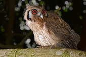 Northern white-faced owl (Ptilopsis leucotis) juvenile on a branch, Togo. Sub-saharan Africa to Ecuador