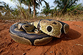 Ball python (Python regius), defensive posture, Togo, From Senegal to Uganda.