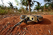 Ball python (Python regius), Togo, From Senegal to Uganda.