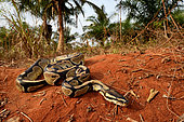 Ball python (Python regius) crawling, Togo, From Senegal to Uganda.