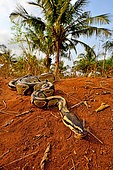 Ball python (Python regius) crawling, Togo, From Senegal to Uganda.