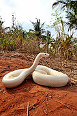 Ball python (Python regius) Leucistic, Togo, From Senegal to Uganda.