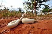 Ball python (Python regius) Leucistic, Togo, From Senegal to Uganda.