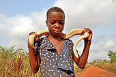Ball python (Python regius) Leucistic, Held by a girl, Togo, From Senegal to Uganda.