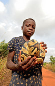 Ball python (Python regius), Held by a girl, Togo, From Senegal to Uganda.