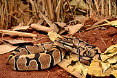 Ball python (Python regius), Togo, From Senegal to Uganda.