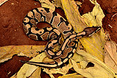 Ball python (Python regius), Togo, From Senegal to Uganda.