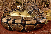 Ball python (Python regius) Female incubating its eggs. She has ticks on the head, Togo, From Senegal to Uganda.