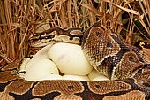 Ball python (Python regius) Female incubating its eggs. She has ticks on the head, Togo, From Senegal to Uganda.