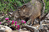 Collared peccary or javelina (Pecari tajacu) eating cholla cactus (Cylindropuntia) S.E. Arizona.