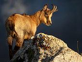 Chamois (Rupicapra rupicapra) on the top of the mountain, Parco Nazionale d'Abruzzo, L'Aquila, Civitella Alfedena, Italy