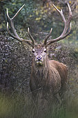 Red deer (Cervus elaphus) male looking in the camera, Parco Nazionale d'Abruzzo, L'Aquila, Civitella Alfedena, Italy